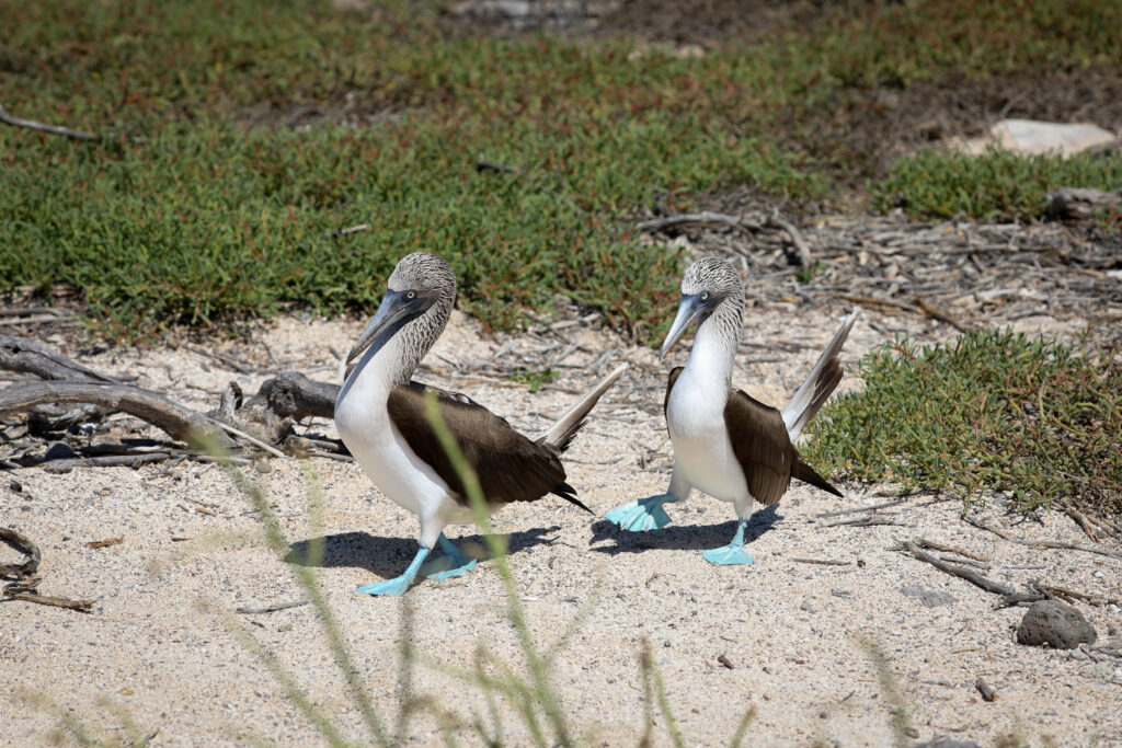 Galapagos - Ecuador