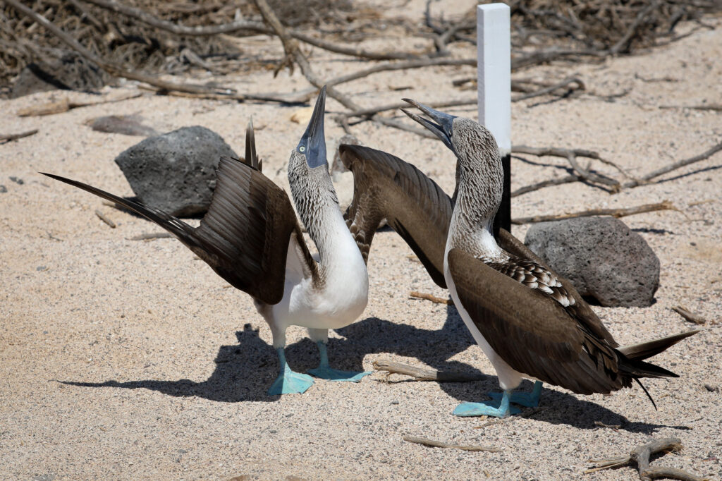 Galapagos - Ecuador