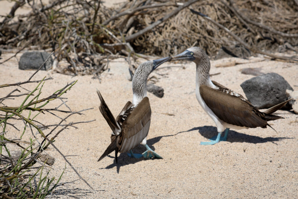 Galapagos - Ecuador