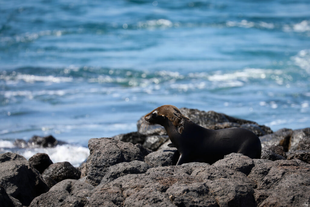Galapagos - Ecuador