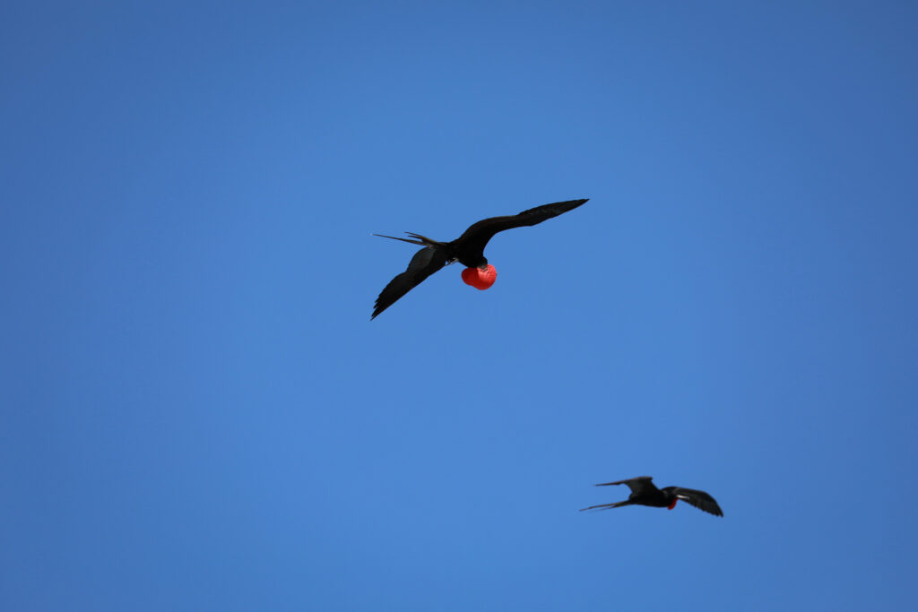 Galapagos - Ecuador