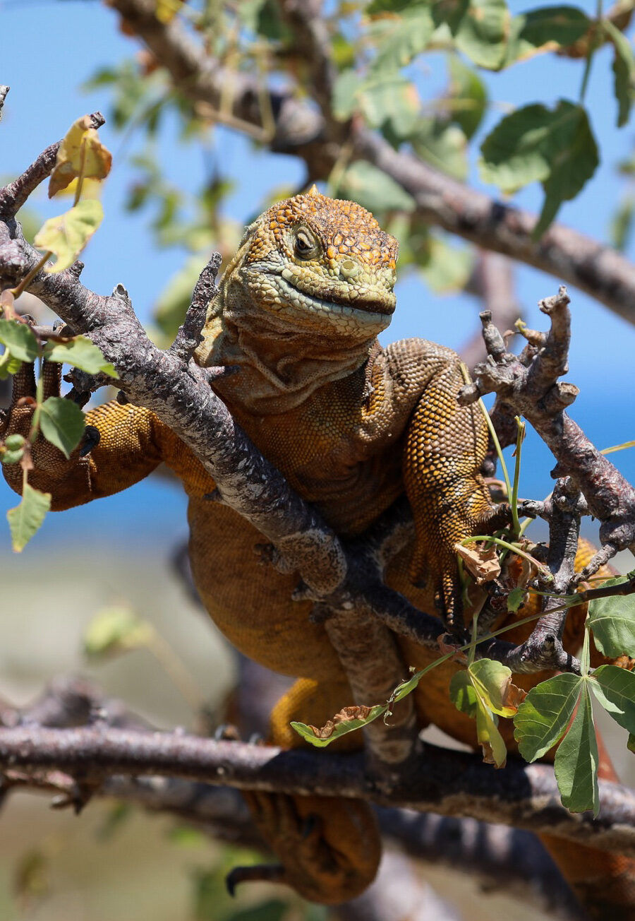 Galapagos - Ecuador