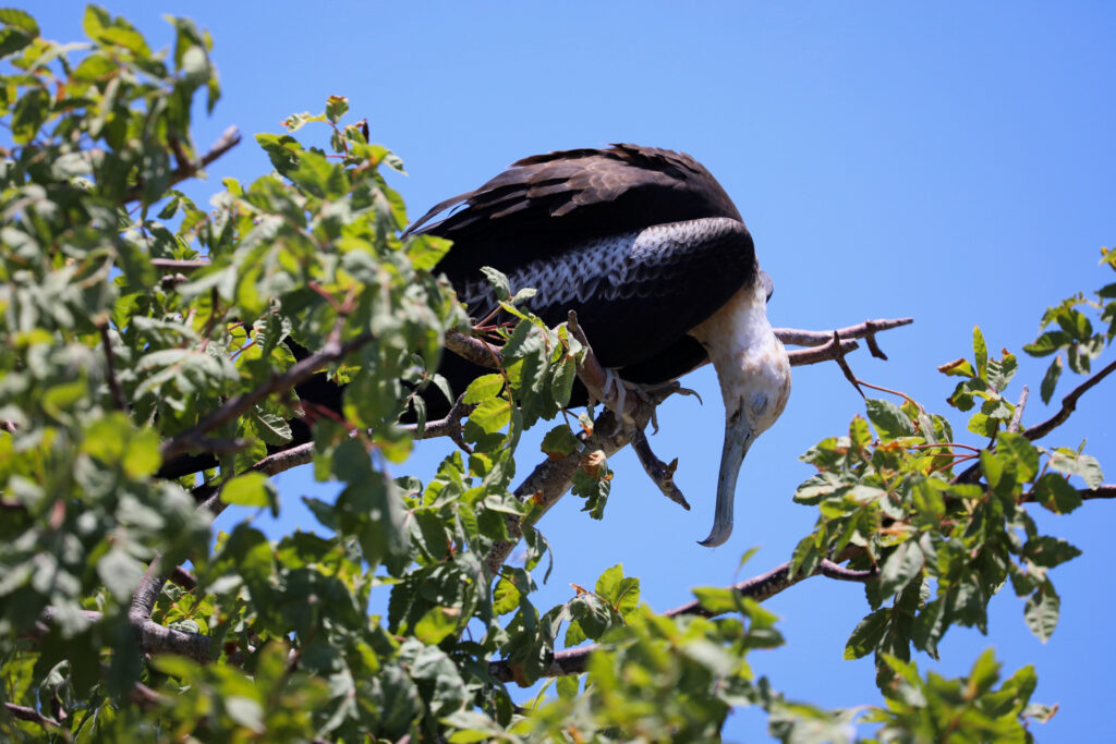 Galapagos - Ecuador