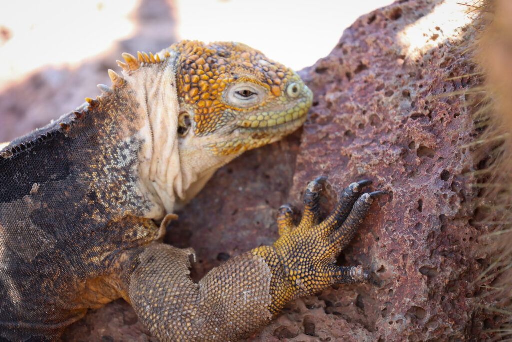 Galapagos - Ecuador