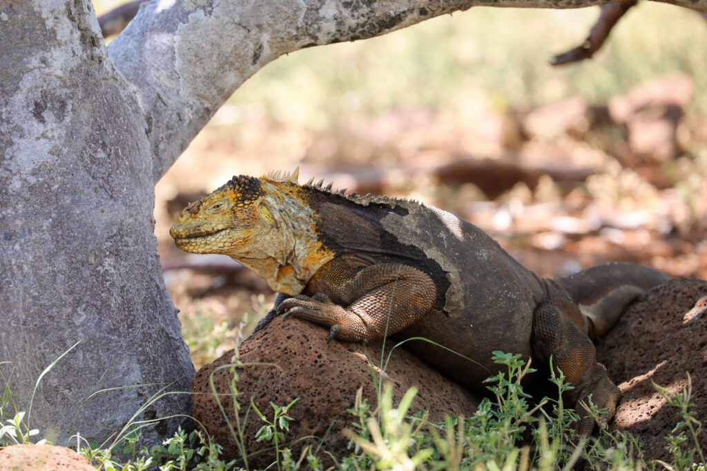 Galapagos - Ecuador