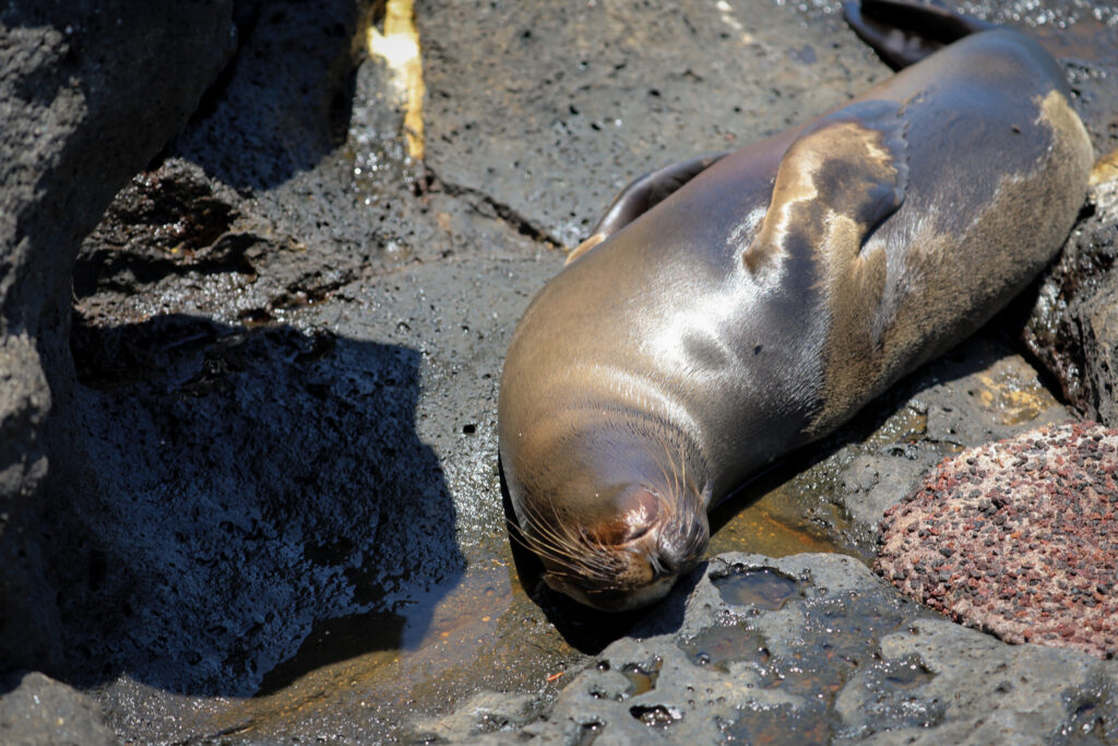 Galapagos - Ecuador