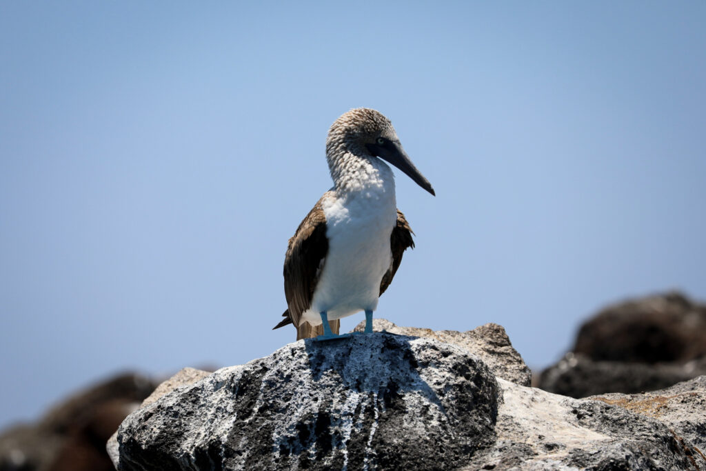 Galapagos - Ecuador
