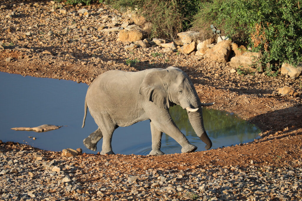 Etosha National Park - Namibia