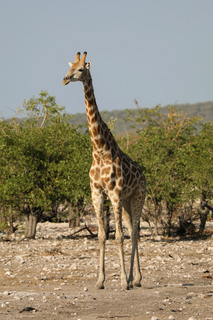 Etosha National Park - Namibia