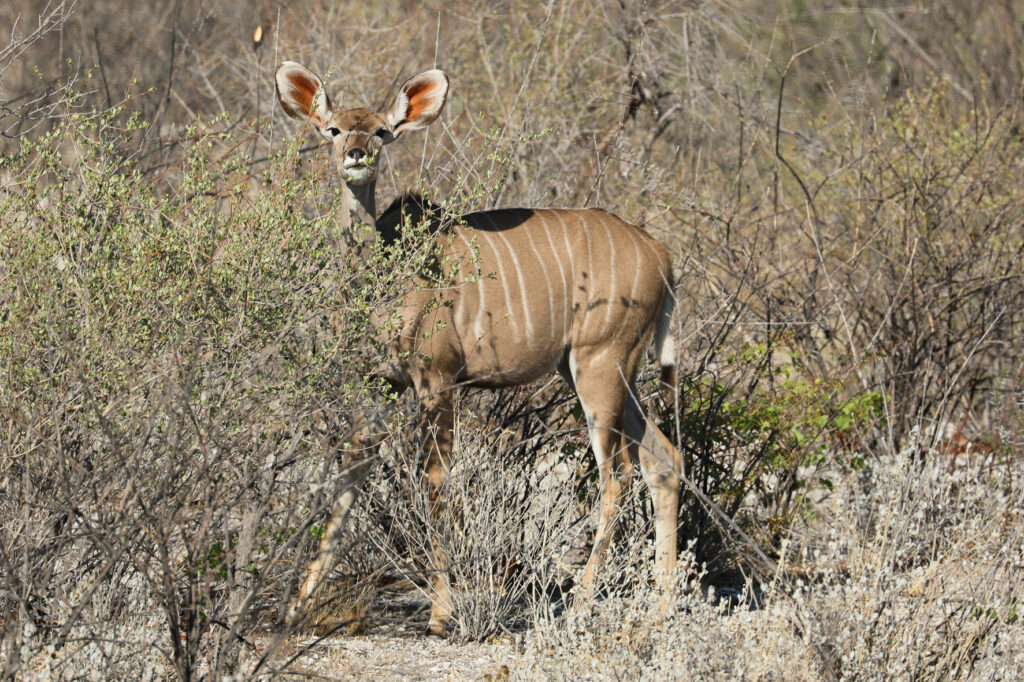 Etosha National Park - Namibia