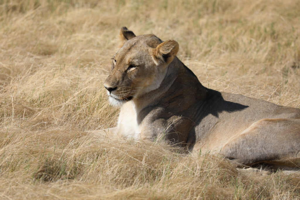 Etosha National Park - Namibia