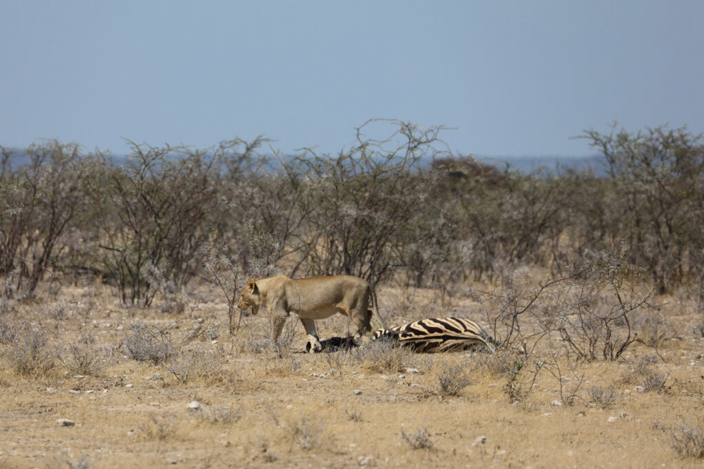 Etosha National Park - Namibia