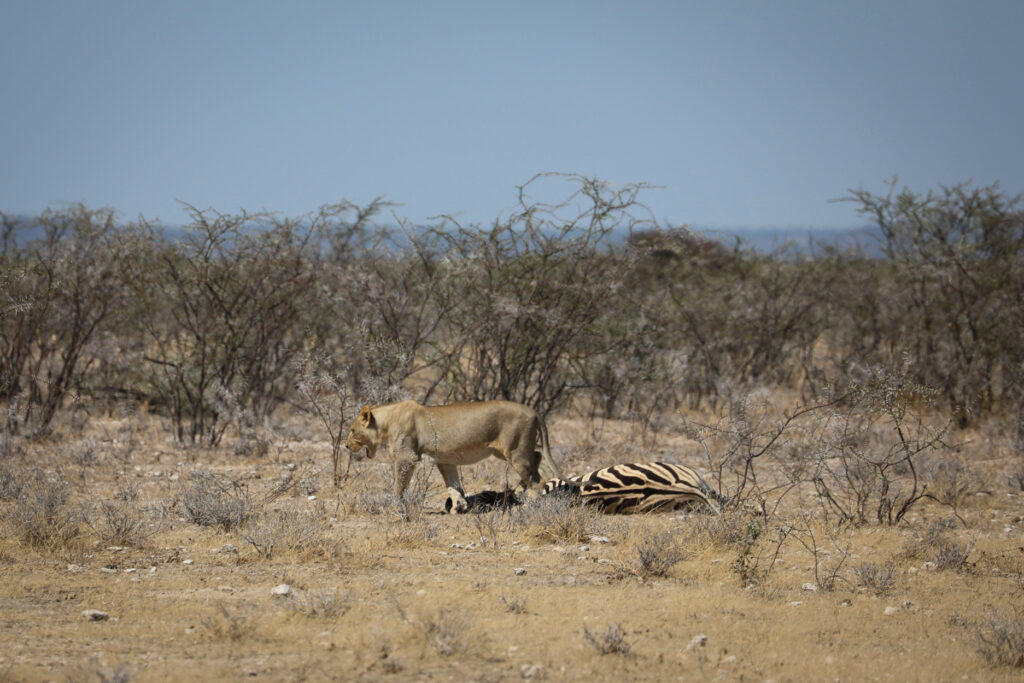 Etosha National Park - Namibia