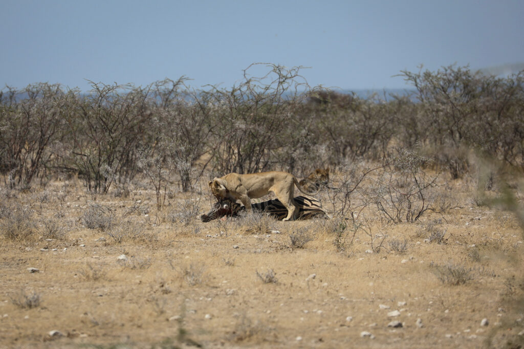 Etosha National Park - Namibia