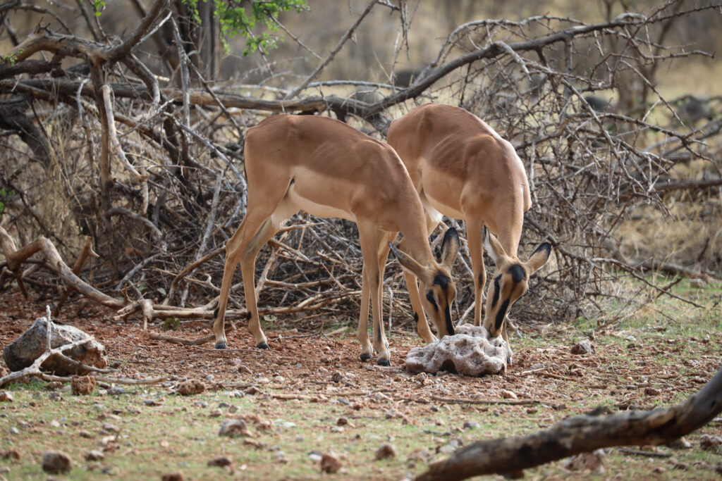 Etosha National Park - Namibia