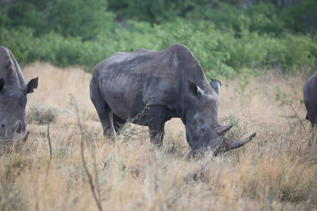 Etosha National Park - Namibia