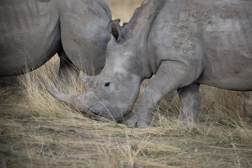 Etosha National Park - Namibia