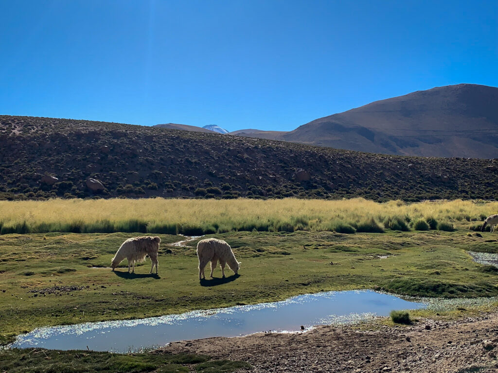Atacama Desert - Chile
