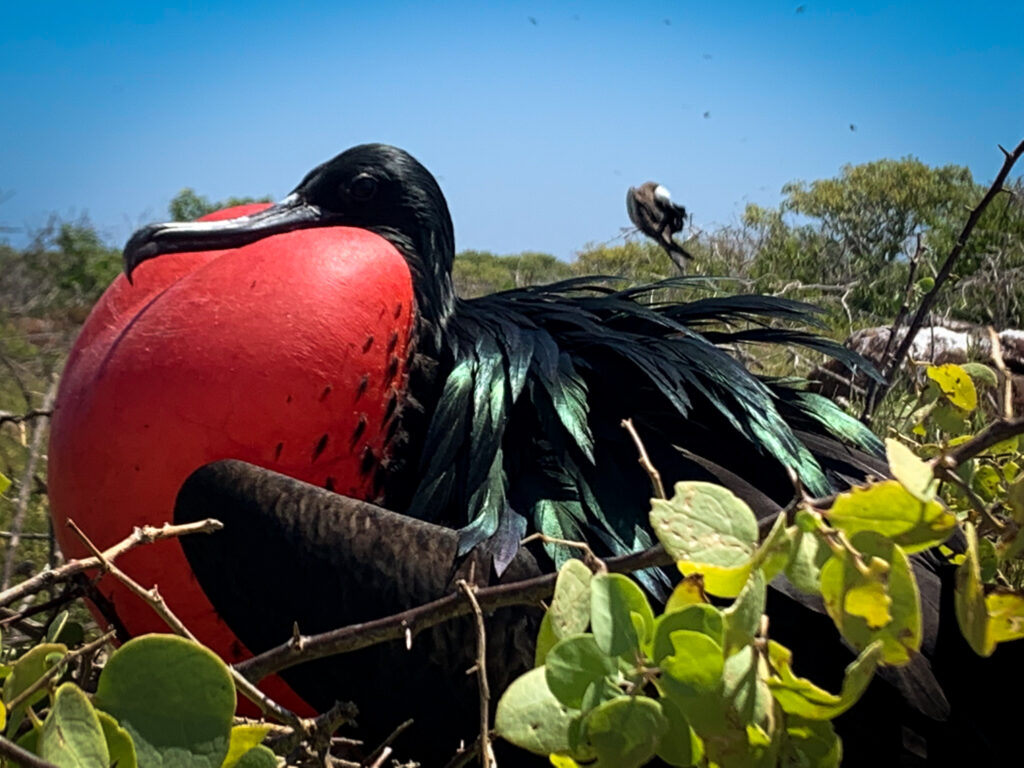 Galapagos - Ecuador