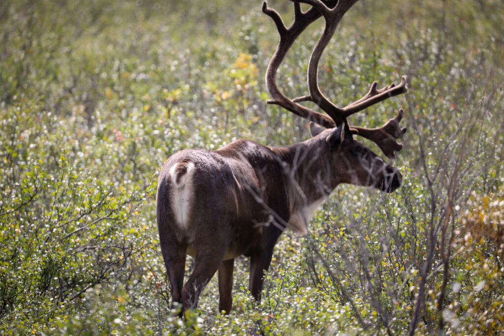 Alaska