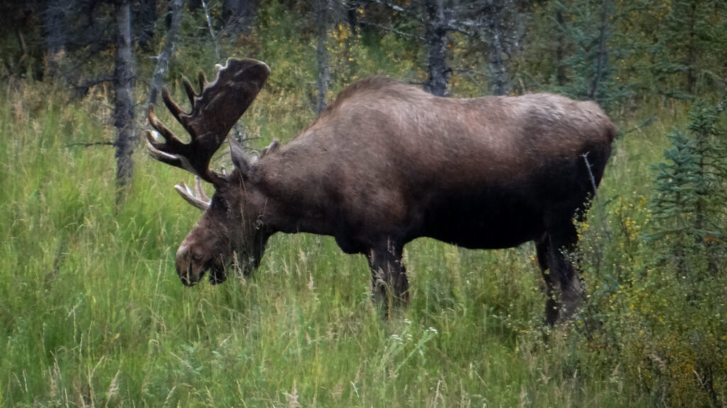 Alaska